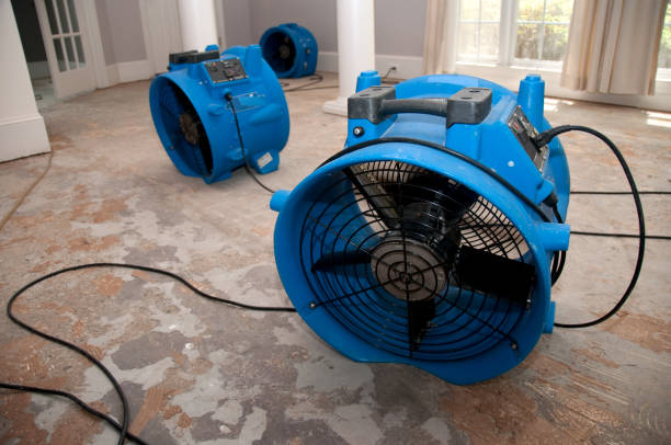 Best Water damage cleanup near me  in Marissa, IL